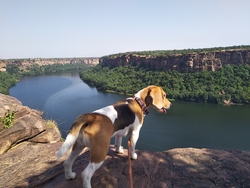 Dog Looking on River