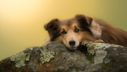 Dog Lying on Rock HD Wallpaper