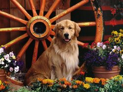 Dog on Flower Shop