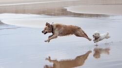 Dog Playing Near Sea