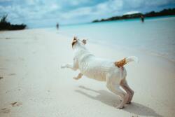 Dog Playing on Beach