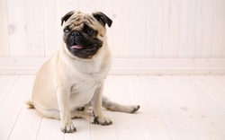 Dog Pug Sitting Photo