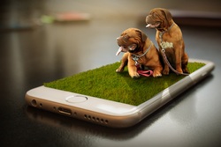 Dog Puppy Creative Wallpaper