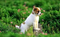 Dog Puppy in Garden