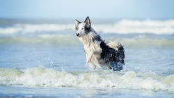 Dog Running in Sea HD Wallpaper
