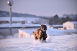 Dog Running on Ice