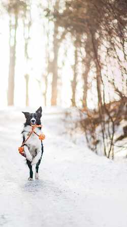 Dog Running on Snow