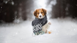 Dog Sitting in Snow HD Wallpaper