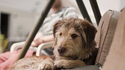 Dog Sitting on Chair in House