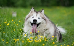 Dog Sitting on Grass HD Wallpaper