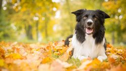 Dog Sitting on Leaves