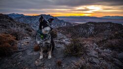 Dog Sitting on Mountains