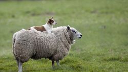 Dog Sitting on Sheep