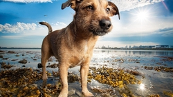 Dog Standing Near River HD Wallpaper