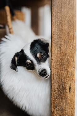 Dog Watching Behind The Door Wallpaper