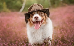 Dog Wearing Hat HD Wallpaper
