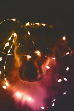 Dog with Celebration Light
