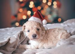 Dog with Christmas Cap