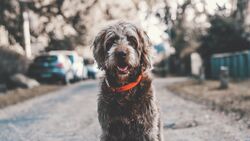 Dog With Red Collar