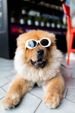 Dog with Sunglasses