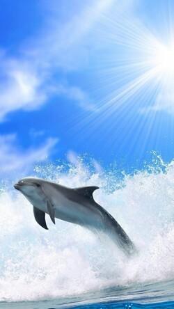 Dolphin Fish Mobile Pic