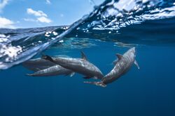 Dolphin Fish Under Ocean
