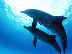 Dolphins Fish in Sea