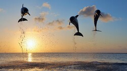 Dolphins Jumping During Sunrise