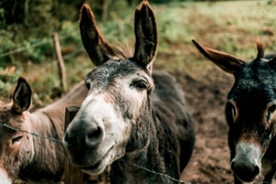 Donkey Animal Close Up Photo