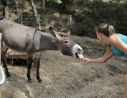Donkey Eating Food from Lady Hand