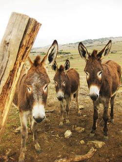 Donkeys on Field Photo