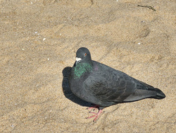 Dove at The Beach