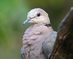 Dove Bird Close Up 4K Photo