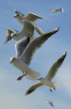 Dove Bird Flying at Sky