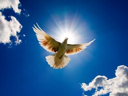 Dove Bird Flying in Sky