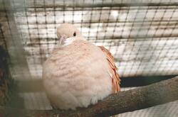 Dove Bird Sitting Image