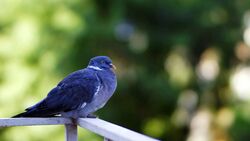 Dove Bird Sitting