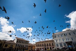 Dove Birds Flying Over Urban City