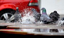 Dove Birds Playing With Water