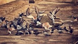 Doves for Feeding Nuts