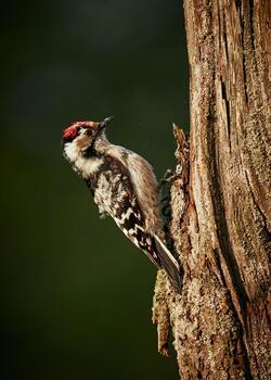 Downy Woodpecker on Tree Trunk Mobile Image