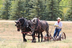 Draft Horse by Men