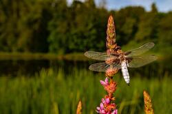 Dragonfly Insect on Flower