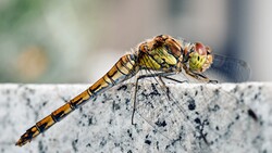 Dragonfly Insect Wallpaper