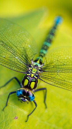 Dragonfly Macro Photography