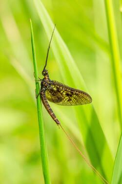 Dragonfly Perched on Green Leaf