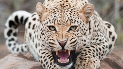 Dreadful Wild Leopard