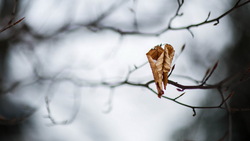 Dry Leaf in HD Wallpapers