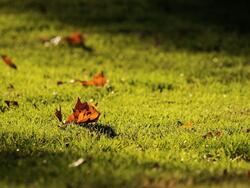 Dry Leaves in Garden