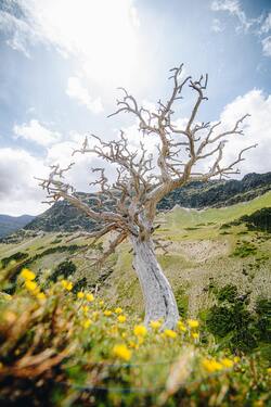 Dry Old Tree